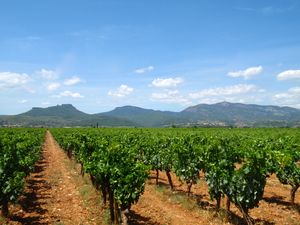 Parrainage de vignes bio dans le Languedoc