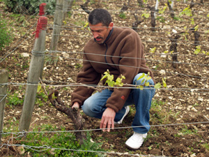 Taille des vignes : les sécateurs électriques sans-fil arrivent sur le  marché